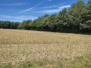 Bois de l'Homme Blanc